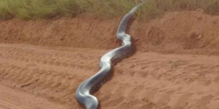 Mulher leva família para ver cobra sucuri:"Nem pensei no perigo"