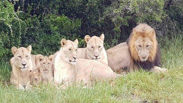 Grupo de leões  (Crédito: Reprodução/Facebook(Sibuya Game Reserve)