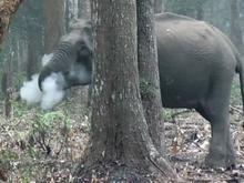 Imagem de elefante “fumando” em floresta intriga cientistas