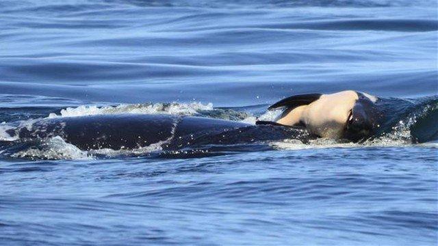Orca carrega filhote morto pela Costa Oeste dos EUA (Crédito: AP)