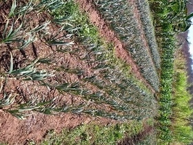 DEL - Sucesso no Projeto de Revitalização do Alho no Piauí