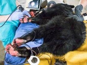 Filhote de urso com patas queimadas é tratado com pele de peixe