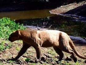 Câmeras instaladas em mata flagram rotina de onças na Bahia