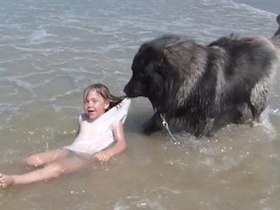 Cão confunde brincadeira com afogamento e 'salva' menina em praia