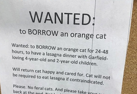 Mulher pede gato emprestado para participar de um jantar e viraliza