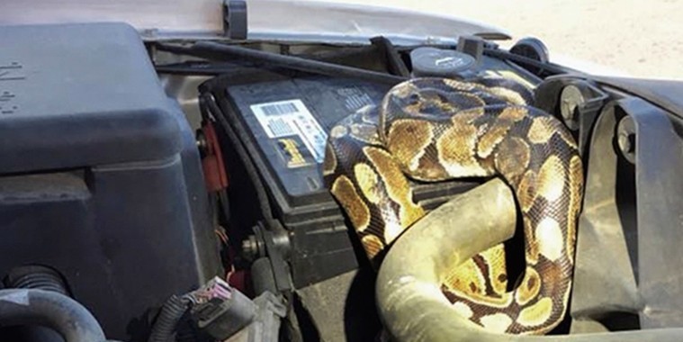 Carro tem problema e motorista descobre cobra píton no motor