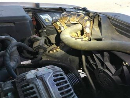 Mulher quase perde motor de carro por causa de cobra rara; entenda