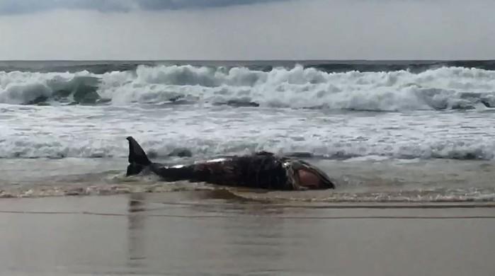  (Crédito: Adriana Laffin)