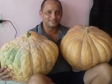 No Maranhão, abóboras de 15 kg nascem em telhado e chocam