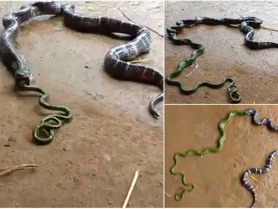 Indiano flagra serpente vomitando cobra do seu próprio tamanho