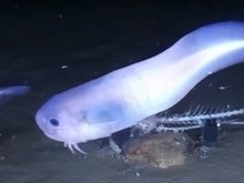 Conheça o peixe que derrete se chegar até à superfície