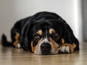 Mulher cria abrigo que recebe os animais que perderam os seus donos