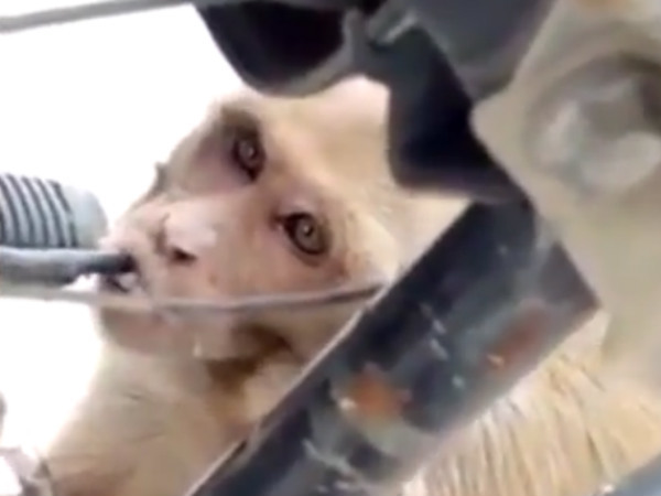 Macaco é flagrado roubando combustível de motos para beber