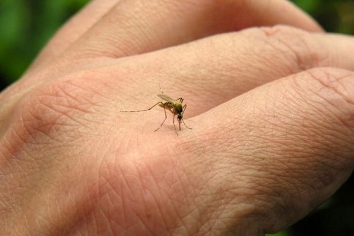Aedes aegypti (Crédito: Reprodução)