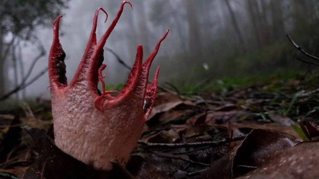 Fungo 'alienígena' é visto em floresta e vira atração na China