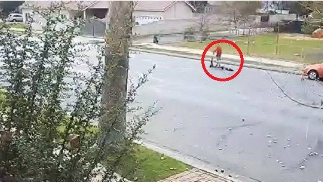 Mulher é indiciada por crueldade após arrastar cão com motoneta; vídeo