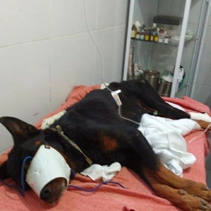 Rottweiller encontrado enterrado em um terreno está em estado gravíssimo