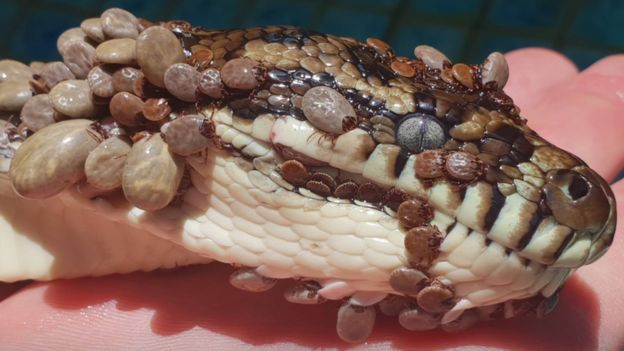 Cobra coberta por mais de 500 carrapatos é resgatada na Austrália