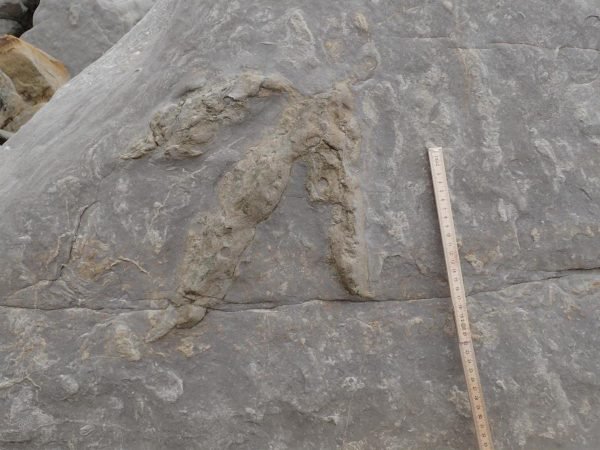 Forte tempestade revela 85 pegadas de dinossauros na Inglaterra