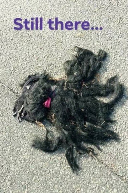 Mulher denuncia corpo de cão abandonado em rodovia e gera confusão