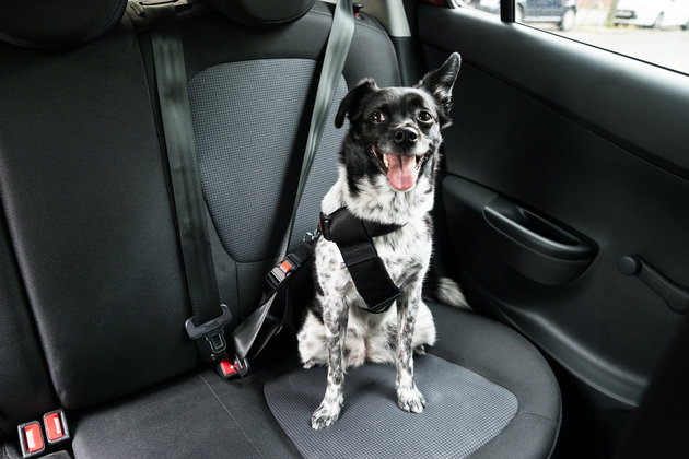 Oito dicas para quem vai viajar e quer levar os pets