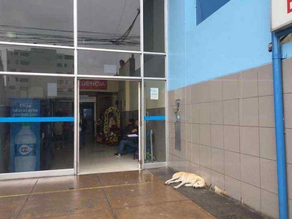 Cachorro espera por três dias na porta de hospital após dono morrer
