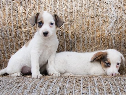 Fofura: Vídeo mostra mágico fazendo truques para cães abandonados