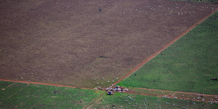 Bolsonaro quer liberar produção agrícola em terra indígena