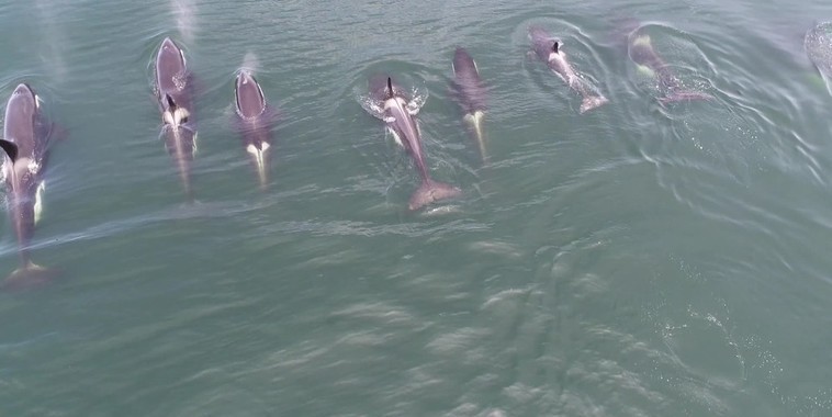 Grupo de 12 orcas é visto na orla do Rio de Janeiro