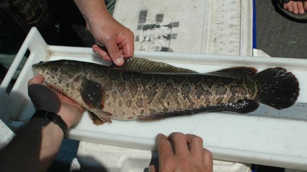 Medição de um peixe-cabeça-de-cobra