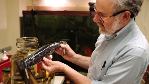 Biólogo Richard Horwitz com um exemplar de peixe cabeça-de-cobra na Filadélfia
