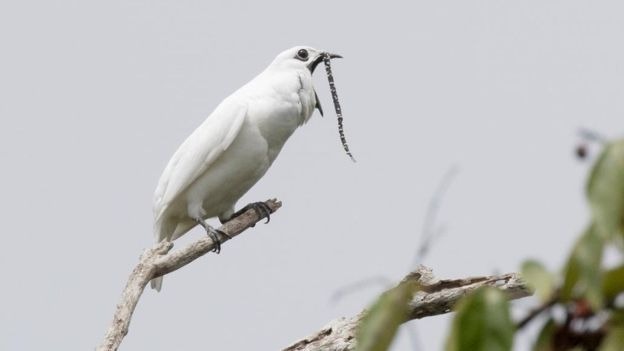 Araponga-da-amazônia em um galho