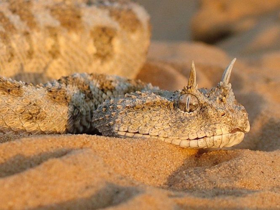 Saiba quais são os animais mais perigosos e mortais da África Saiba quais são os animais mais perigosos e mortais da África