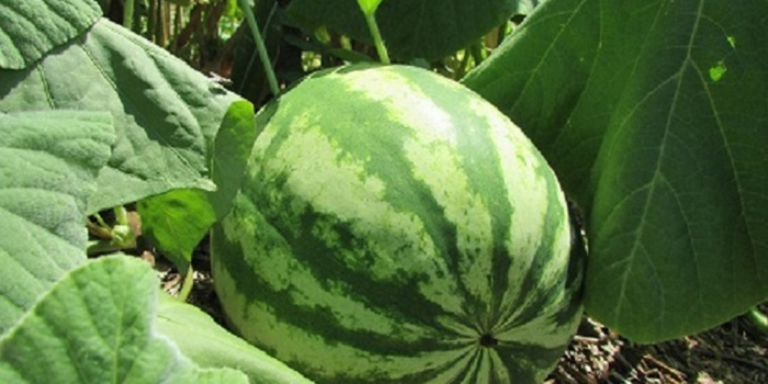 Prefeitura investe em agro-floresta e já colhe frutos