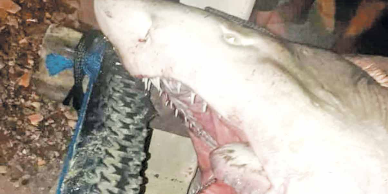 Pescadores capturam tubarão de 150 quilos