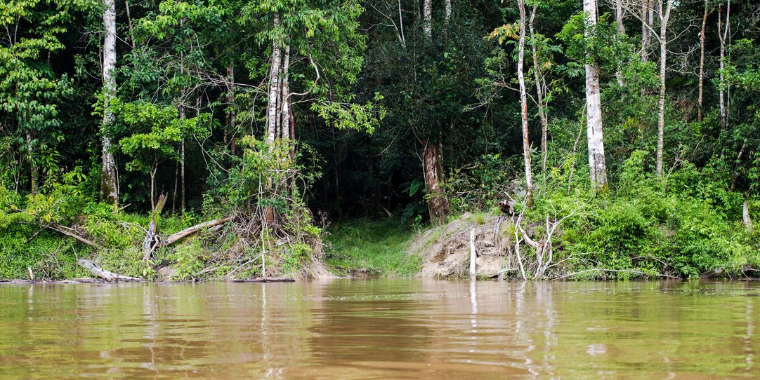 Capes deve liberar R$ 7 milhões para pesquisas na Amazônia Legal