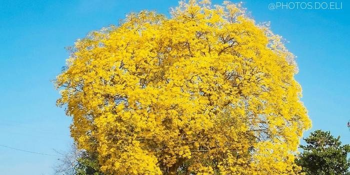 Em Batalha, "pé de cuscuz" faz qualquer motorista parar para uma foto