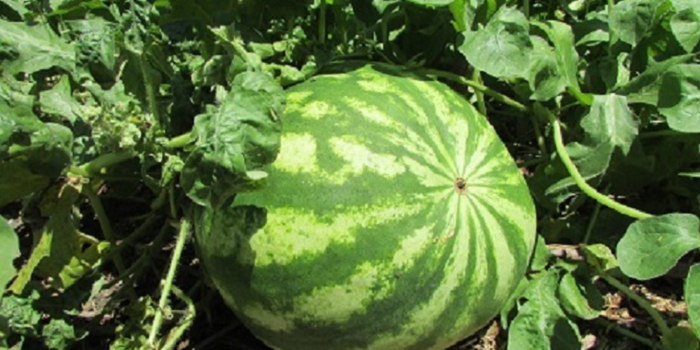 Agro-florestal bons frutos proporcionando