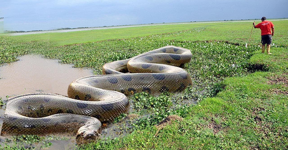 biggest snake in amazon