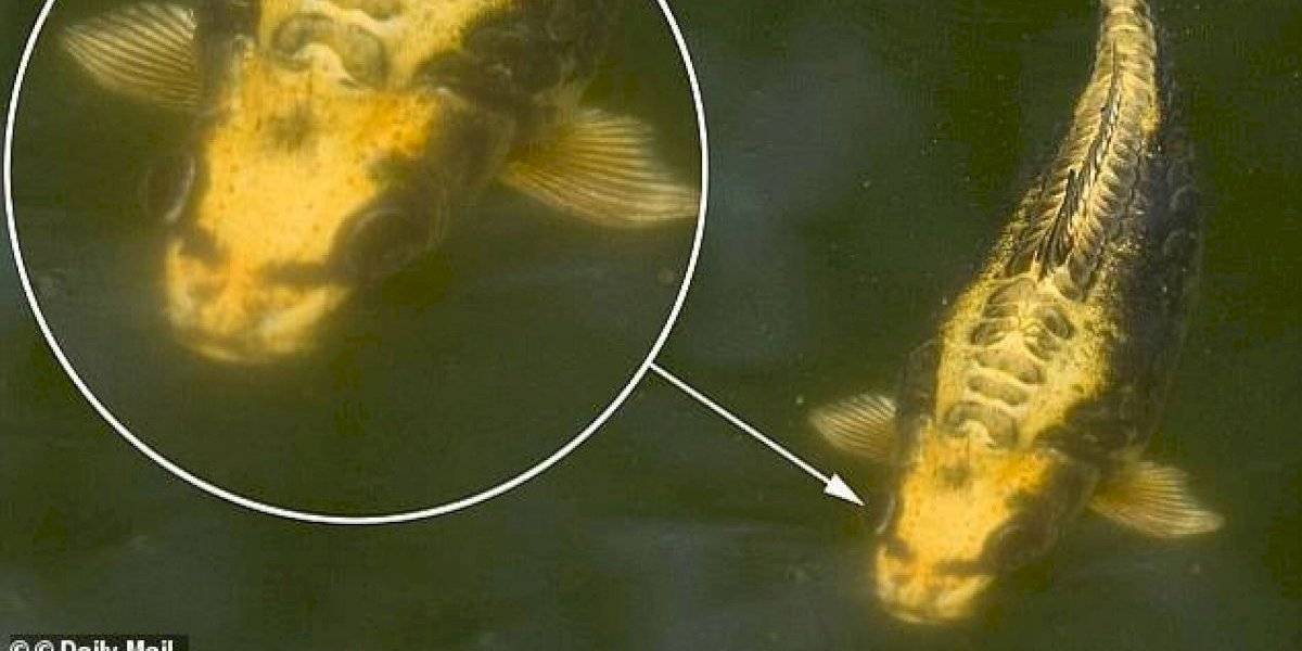 Vídeo de peixe com rosto humano viraliza no 