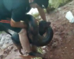 Ciclistas salvam cachorro de ataque de cobra sucuri em SP; vídeo