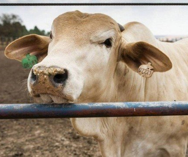 No Reino Unido, vacas recorrem ao "Tinder" para encontrar parceiro