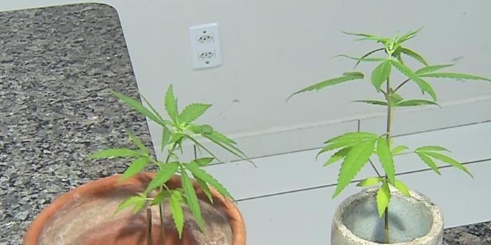 Timon-MA: Menor é apreendido por cultivar mudas de maconha em casa