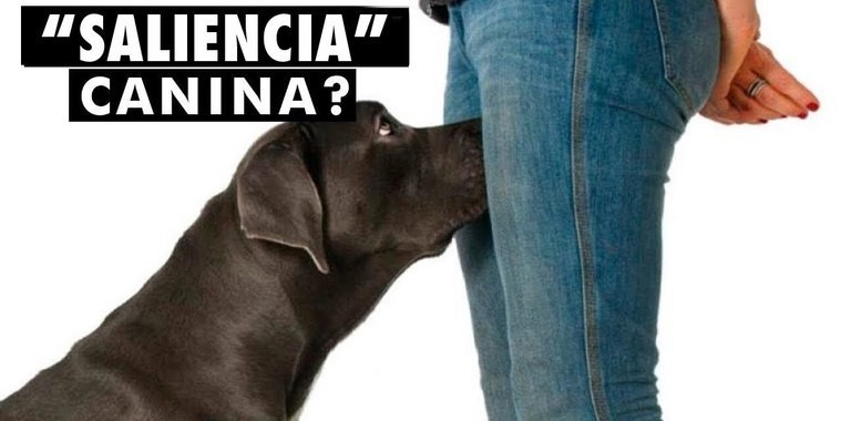 Por que os cães cheiram as partes íntimas humanas?