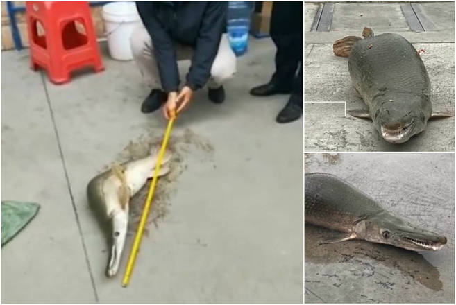 Peixe bizarro "meio cobra meio jacaré" surpreende pescadores; fotos