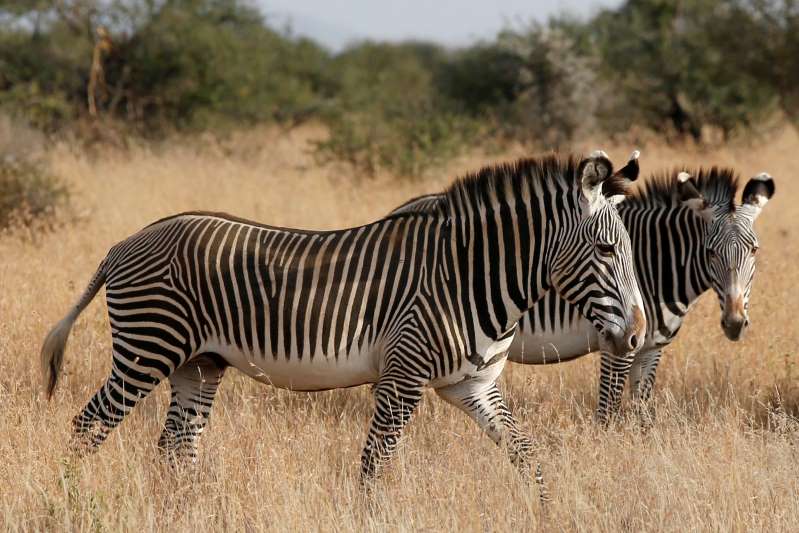 Saiba Porque As Zebras Têm Listras