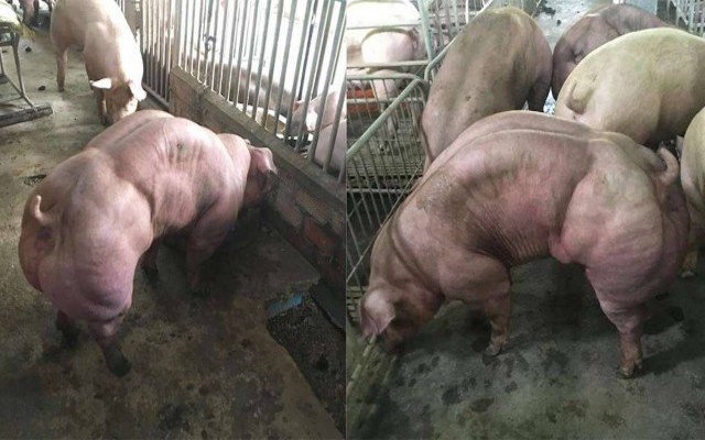 "Frankensuíno": criação de porcos supermusculosos explode na Ásia