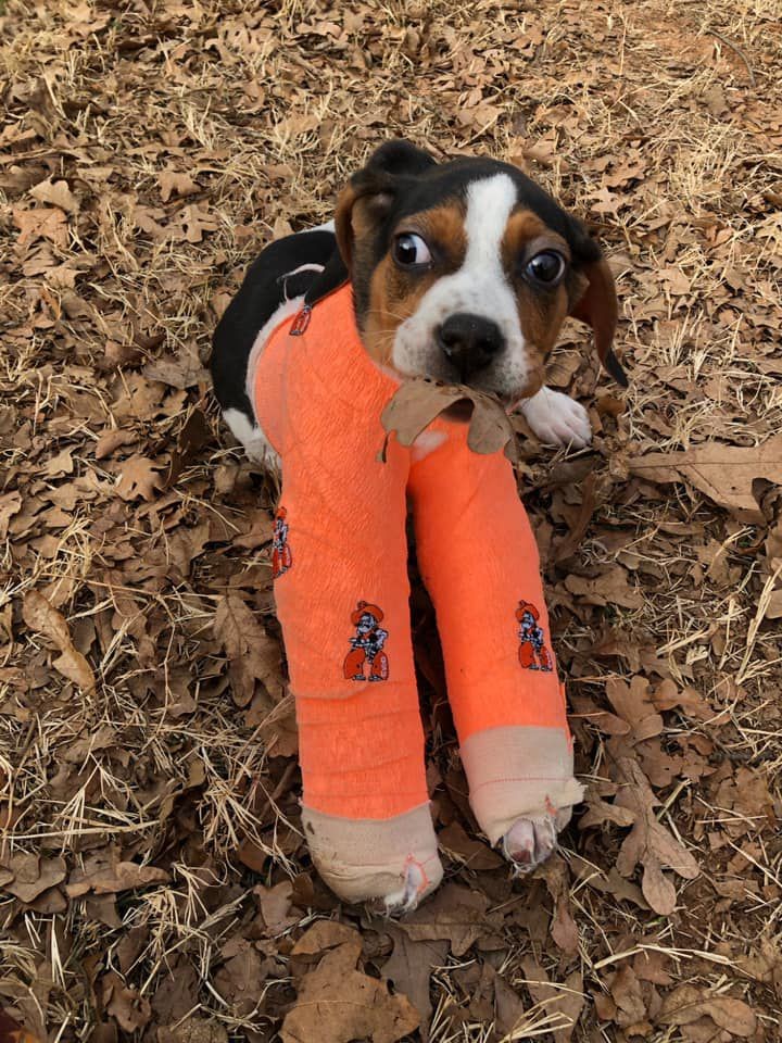 Filhote de cachorro nasceu com as patas dianteiras viradas para cima
