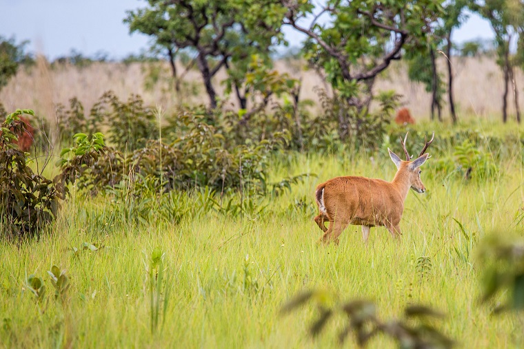 Parque Nacional das Emas: aventura e ecoturismo no coração do Brasil