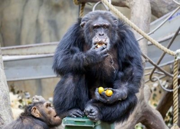 Chimpanzé tenta devorar o próprio braço após ser drogado em zoológico
